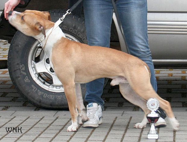 american pitbull terrier 1