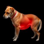 Pyometra - Gebärmutterentzündung beim Hund