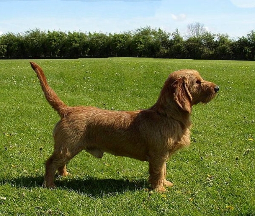 basset fauve de bretagne