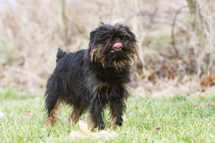 Belgischer Griffon Zwerggriffon