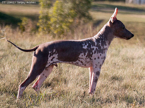 american hairless terrier